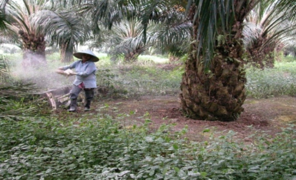 Sasar Petani Sawit Swadaya, Aturan Pupuk Subsidi Minta Dievaluasi