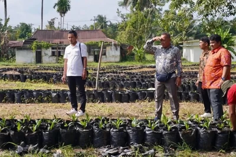 Kelola Kebun Sawit, Ketapang Belajar ke Riau