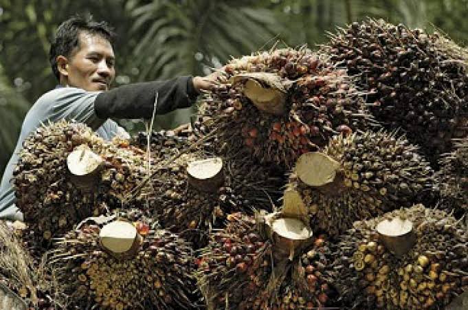 Tertekan, Harga CPO di Bursa Malaysia Turun
