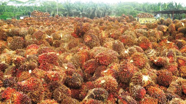 Horeee, Harga TBS Kelapa Sawit Mitra Plasma Riau Naik