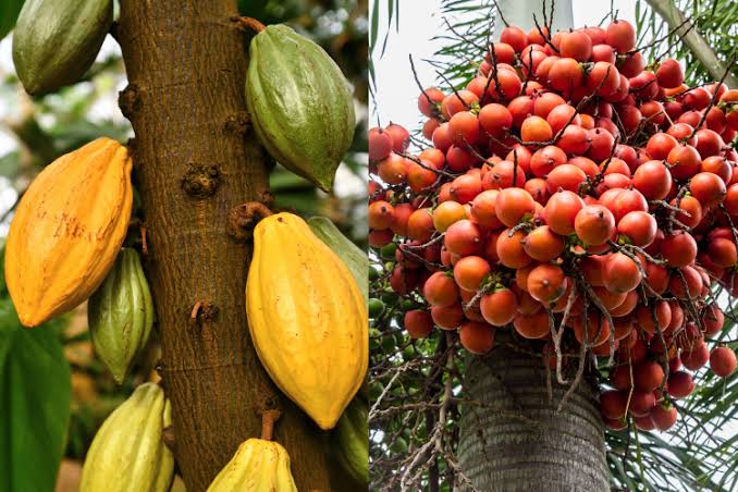 Mayoritas Lahan Indonesia Cocok untuk Perkebunan Kakao, Kopi dan Pinang