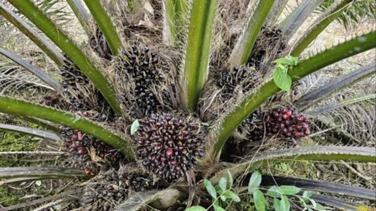 Harga Sawit di Sumbar Meroket, Tembus Rp3.714,60 per Kilogram