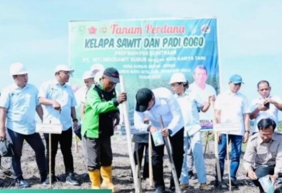Strategi Ketahanan Pangan, Bibit Sawit dan Padi Gogo Ditanam Serentak di Lahan Replanting Milik Petani Plasma di Inhu
