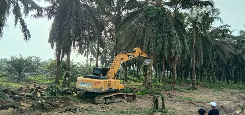 Tahun 2025, Riau Targetkan Peremajaan Kebun Sawit 10.800 Hektar