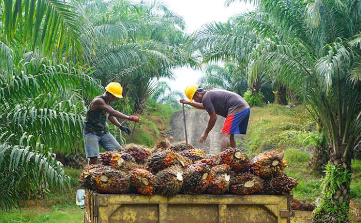 Mewah, Harga TBS Sawit Mitra Sumbar Tembus Diangka Rp3.714/Kg