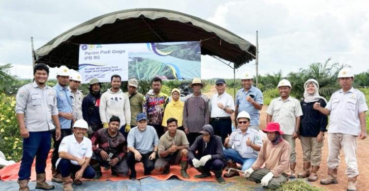Inovasi Baru dari IPB University, Tumpang Sari Antara Kelapa Sawit, Kacang Koro dan Padi di Lahan Replanting