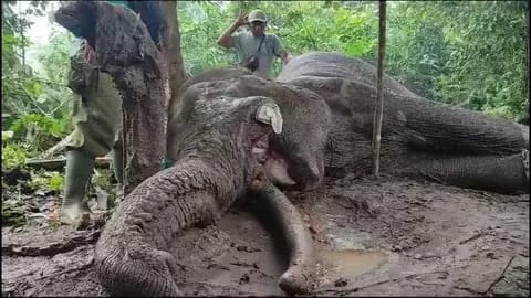 23 Gajah Mati di Taman Nasional Tesso Nilo