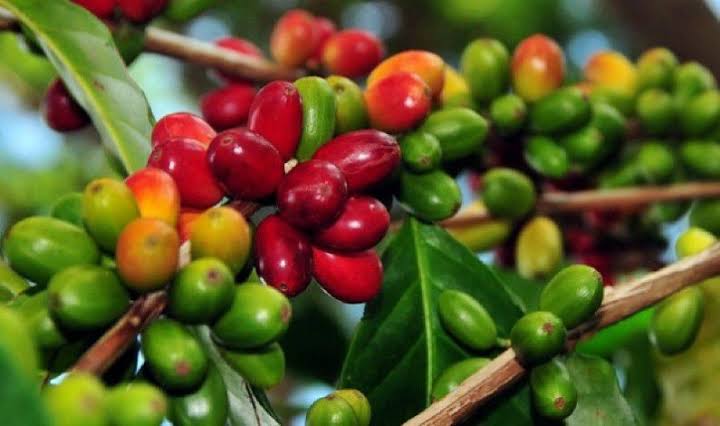 Budidaya Kopi di Lahan Sawit Solusi Peningkatan Pendapatan Petani Riau