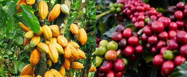 Tingkatkan Kualitas Kakao dan Kopi, Pemerintah Sulbar Buat Aturan Baru