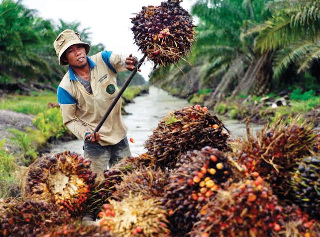 Dampak CPO dan Kernel, Harga TBS Mitra Plasma Riau Turun jadi Rp3.580 per Kilogram