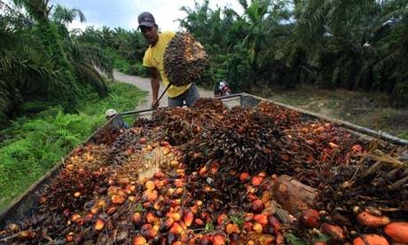 Naik, TBS Sawit Mitra Swadaya Riau Dihargai Rp 3.351,72/Kg
