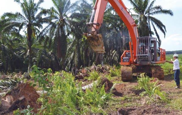 1.500 Hektar Sawit di Bengkulu dapat Program PSR