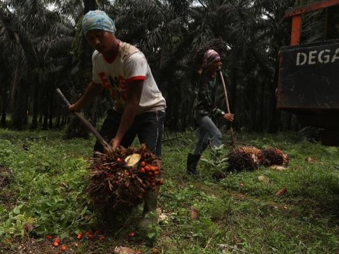 Curhat Pengusaha: Ormas Tak Dikasih THR, Sawit Dijarah