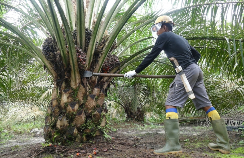 Sudah Hasilkan 179 Produk Hilir, Eksistensi Industri Sawit Nasional Terus Diperkuat