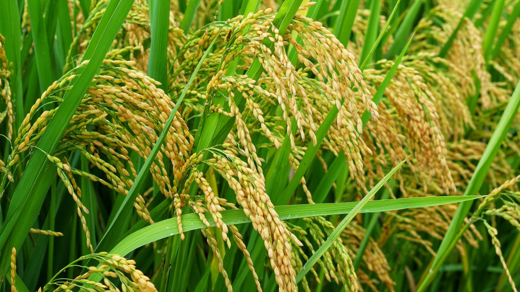 Harga Gabah Ditetapkan Rp6.500 per Kg, TNI dan Polri Diminta Awasi Ketat Penggilingan Padi
