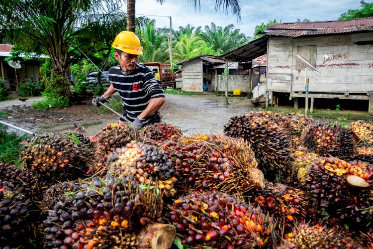 Pemutihan 800 Ribu Hektar Sawit Dikritisi, Begini Kata Peneliti TII...