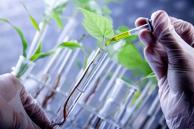 Perubahan Iklim Berdampak Pada Sektor Pertanian, Solusinya Bioteknologi