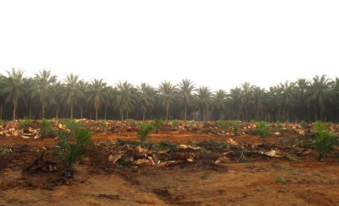 Sebelas Poktan di Dumai sudah Dapat Bantuan dari BPDP, Lima Kelompok PSR, dan Enam Lagi Sarpras