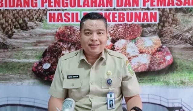 Harga TBS Kelapa Sawit Mitra Plasma di Riau Naik, Tertinggi Dihargai Rp3.714 per Kilogram