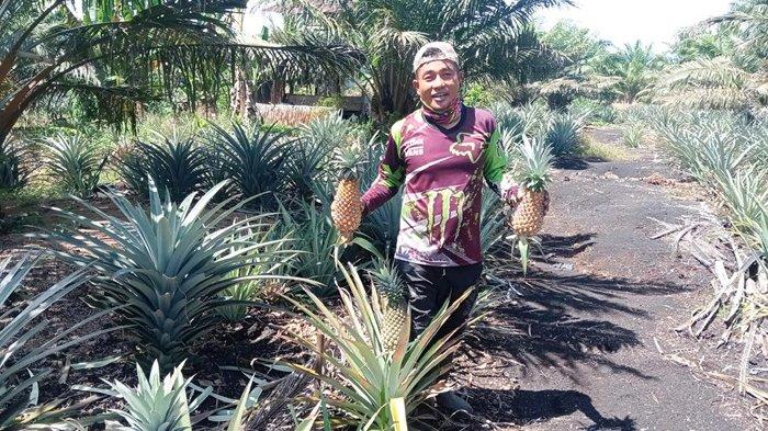 Manfaatkan Celah Batang Sawit untuk Ditanami Nenas, Petani di Aceh Ini untung Sebulan Bersih Rp 22 Juta