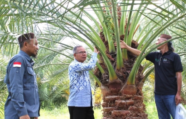 Kurma Unggulan NTB Siap Tembus Pasar Internasional
