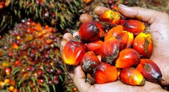 Turunnya TBS Kelapa Sawit Mitra Plasma Dampak Anjloknya Harga CPO