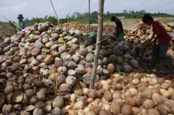 Harga Lagi Tinggi-tingginya, Petani Minta Ekspor Kelapa Tak Disetop