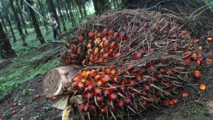 Februari 2025, Ekspor Sawit Indonesia Melonjak Tinggi