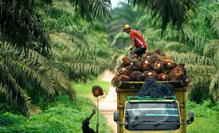 Waw, Harga TBS Mitra Plasma Sumut Meroket Lebih Rp 130 per Kg