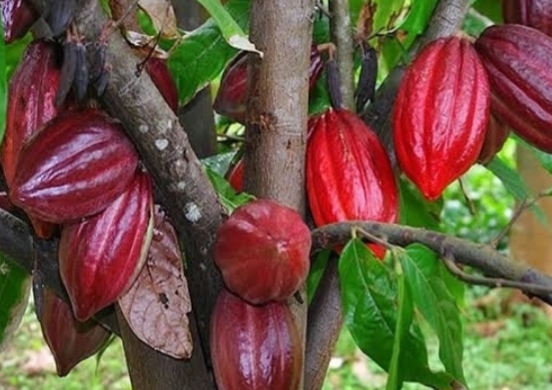 Varietas Kakao Berkualitas Diluncurkan, Target Negara Produsen Terbesar di Dunia