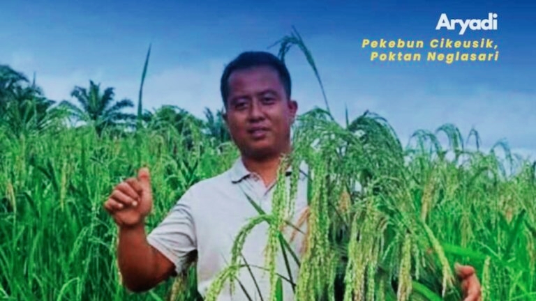 Pekebun Ini Berhasil Panen Padi Gogo di Lahan Sawit