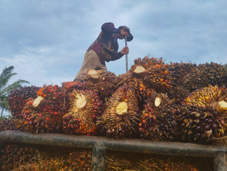 Perwakilan Perusahaan Banyak Tak Hadir, Penetapan Harga TBS Sawit Riau Ditunda