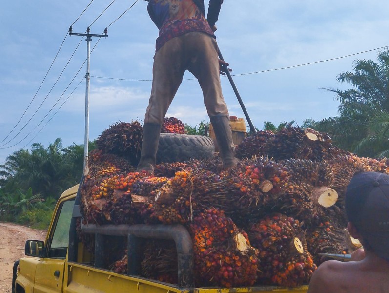 Harga TBS Sawit Mitra Swadaya Riau Kembali Turun