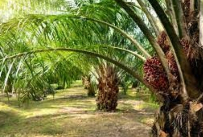 Disbunnak Kalsel Tegaskan Komitmennya Tata Kelola Kelapa Sawit Inklusif dan Berkelanjutan