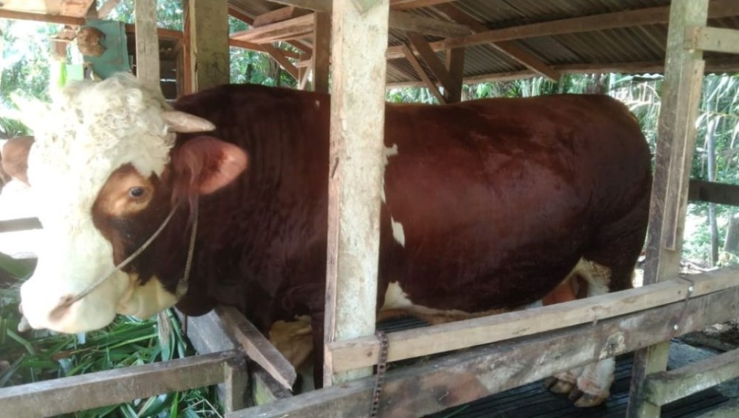 Presiden Prabowo Kurbankan 14 Sapi di Riau
