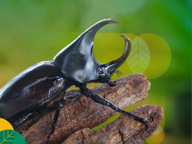 Peneliti Temukan Cara Mengatasi Kumbang Tanduk yang Menyerang Kebun Sawit, Apa Saja!