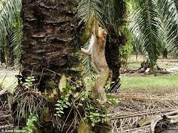 Hasil Riset Peneliti, Spesies Orangutan Penting Dalam Lanskap Sawit