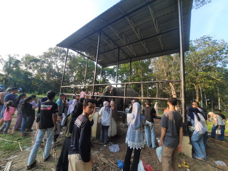 Gara-gara Gajah Dona, Taman Wisata Bulu Cina Diserbu Wisatawan