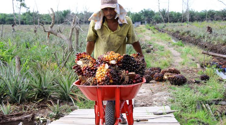 Akhir Juni, Harga TBS Sawit Sumbar Turun jadi Rp3.309/Kg