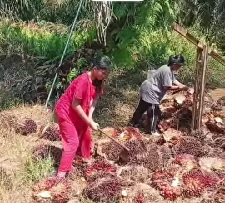 Harga TBS Kelapa Sawit Mitra Swadaya di Riau Turun, Petani: Tetap Bersyukur