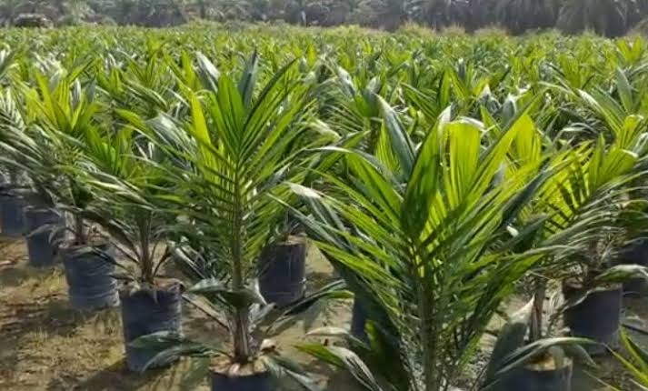 Ratusan Pekebun Sawit Swadaya di Pulau Sumatera Dapat Bantuan dari SOPRI