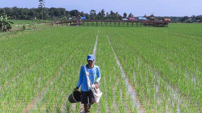 Andalkan TNI dan Polri, Pemerintah Dorong Peningkatan Produksi Padi di Riau