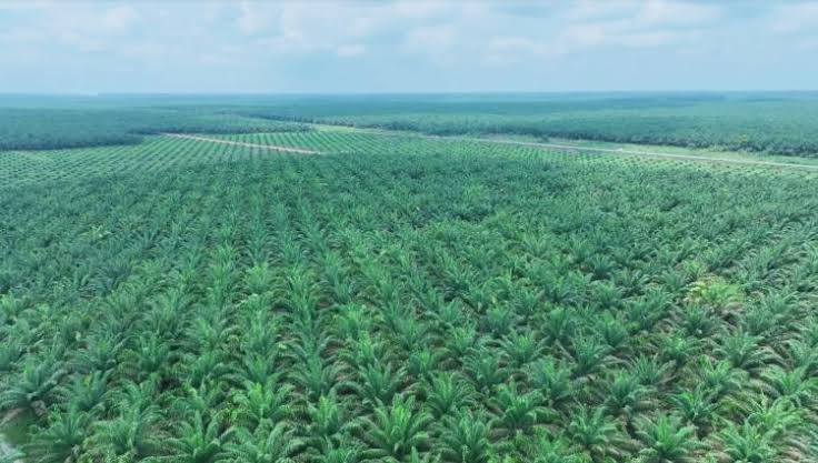 Lengkapi Ilmu Budidaya Sawit, BPDP Bersama Kementan Gelar Pelatihan untuk Petani