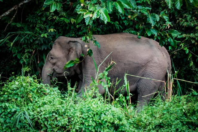 FKGI Serukan Penyelamatan Darurat Habitat Gajah Sumatera di Tesso Nilo