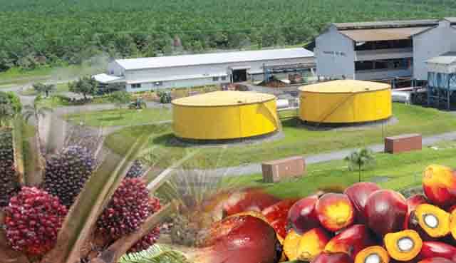 23 Perusahaan Kelapa Sawit di Riau, 15 Diantaranya Alami Penurunan Harga CPO Hingga Rp 775,40 per Kg