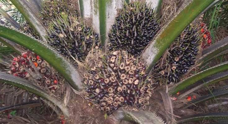 Deteksi Hama dan Penyakit Sejak Dini, Kunci Sukses Produktivitas Kebun Sawit