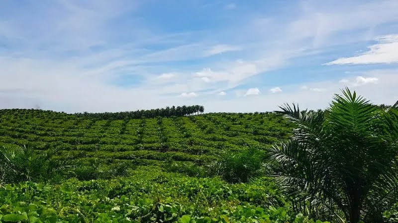 Berhasil Loloskan Rekomtek 12.425 Hektare, PTPN IV PalmCo Terus Percepat Progres PSR