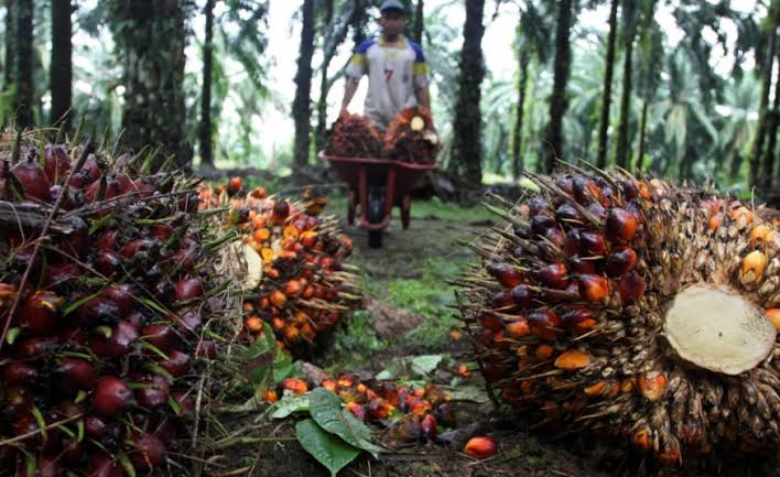 Harga Kelapa Sawit Kalbar Turun Tipis