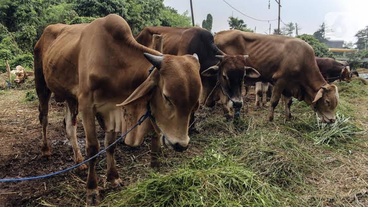 Riau Siap Penuhi Kebutuhan Hewan Kurban Idul Adha 1446 H