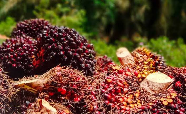 Kabar Bagus! Harga TBS Sawit Swadaya Riau Periode 23-29 April 2025 Tembus Rp3.611 per Kilogram